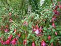 2010-0822-1400_Fuschias_21,3C